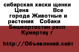 сибирская хаски щенки › Цена ­ 10 000 - Все города Животные и растения » Собаки   . Башкортостан респ.,Кумертау г.